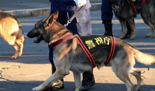 湖南两岁走失女童被警犬在山上找到，奇迹背后的故事