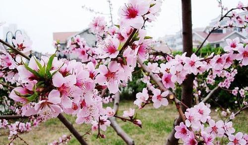 怎样才能走桃花运（如何才有桃花运）