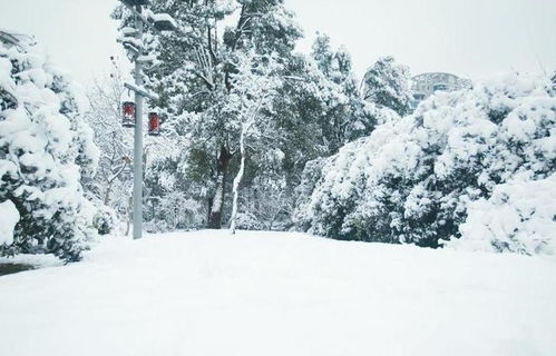 梦见下大雪了预示着什么（梦见下大雪了预示着什么呢）